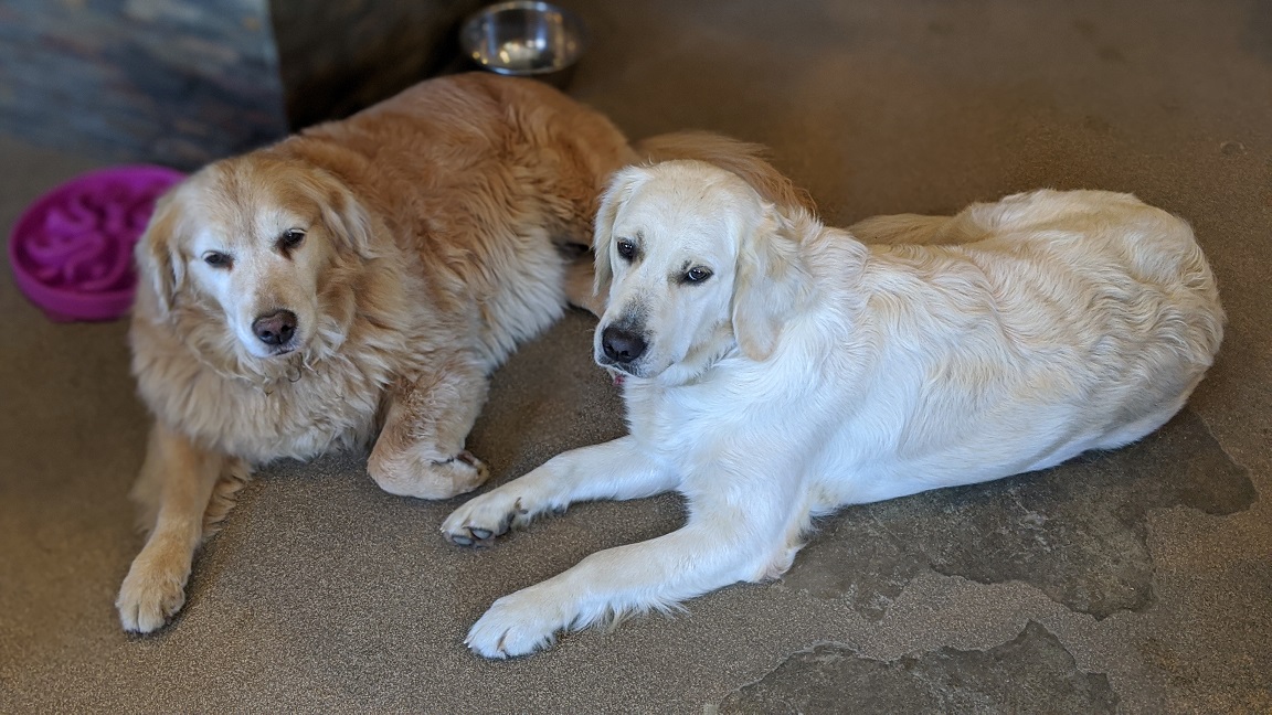 Golden Retrievers For Sale In Maine